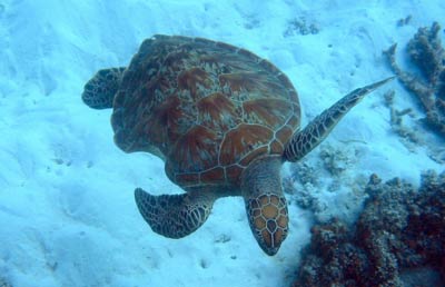 A turtle swims comfortably among the coral, despite
      its old injury - a large shark bite on one side
