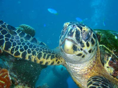 A close-up, straight-on shot of a turtle feeding on the       
              coral
